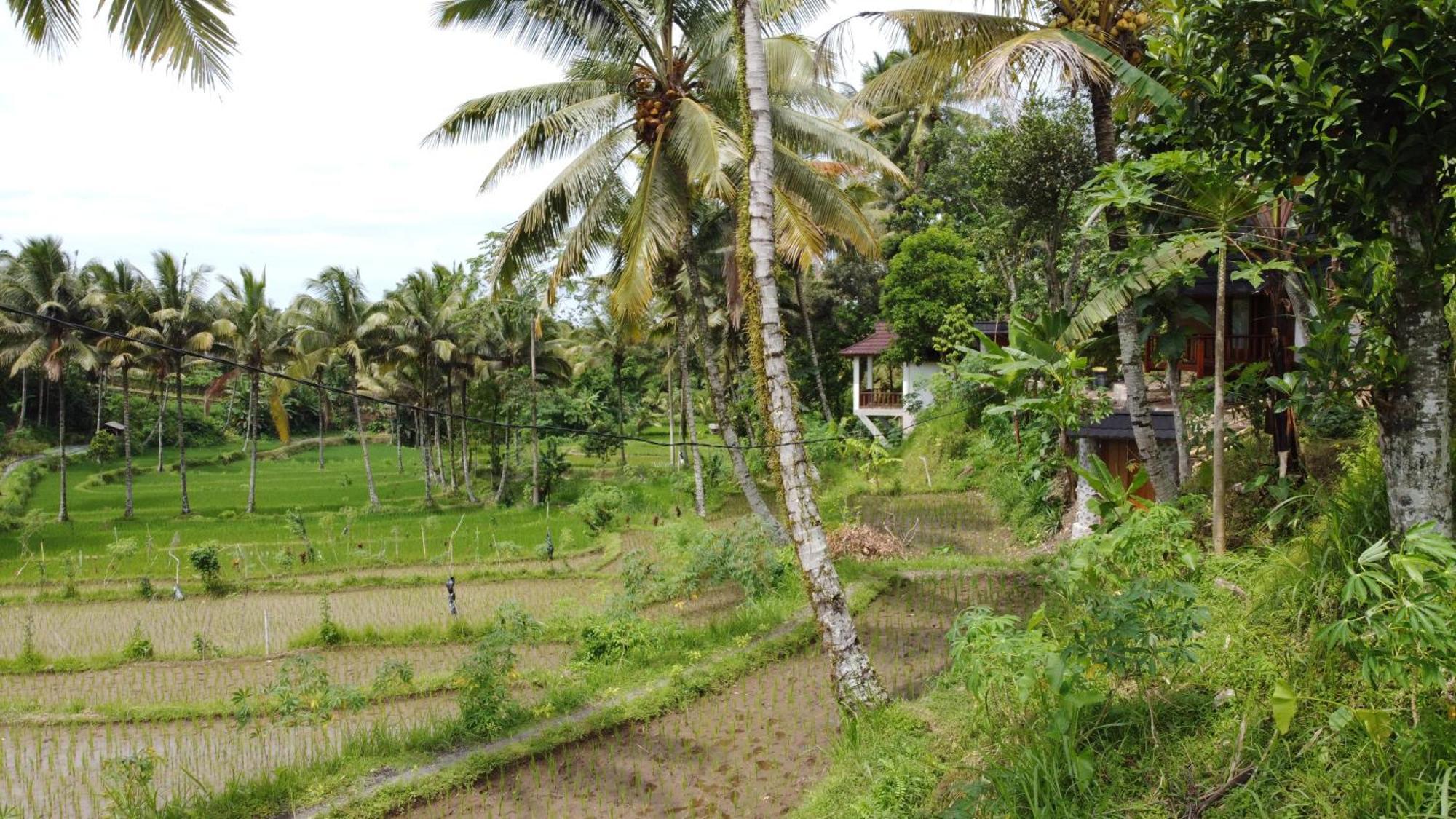 Nea Cottage Lombok Tetebatu Zewnętrze zdjęcie